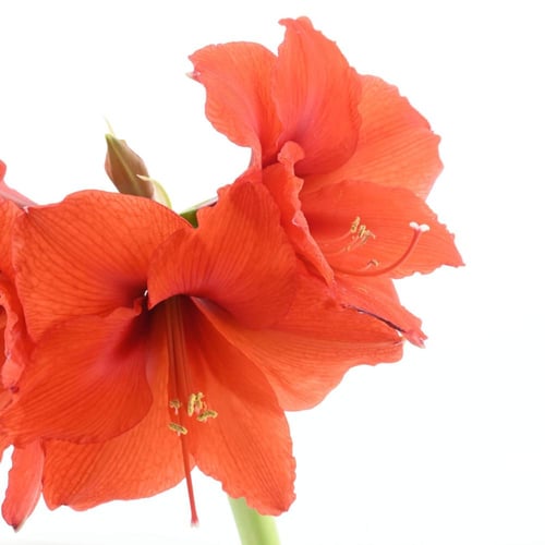 بصيلات الأمارلس