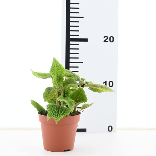 جينورا أورانتياكا 'نبتة المخمل'