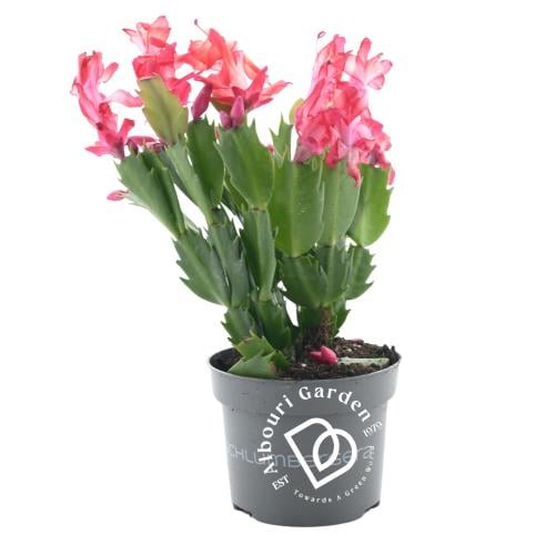 صبار الكريسماس