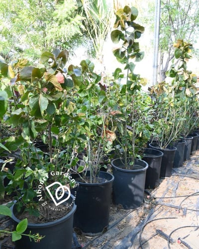 أكاليفا 'ورق النحاس'