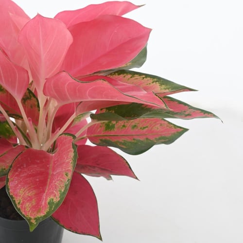 أجلونيما 'سوبر ريد'