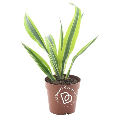 دراسينا فراجرانس 'ليمون لايم'