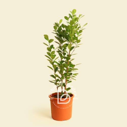 فيكس بنجامينا 'تين البكّاء'