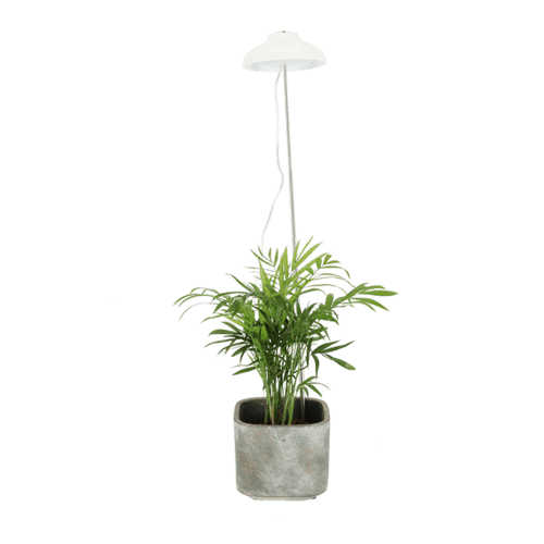 إضاءة لنمو النباتات