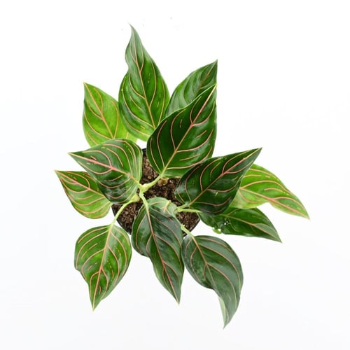 أجلونيما 'الوريد الأحمر'