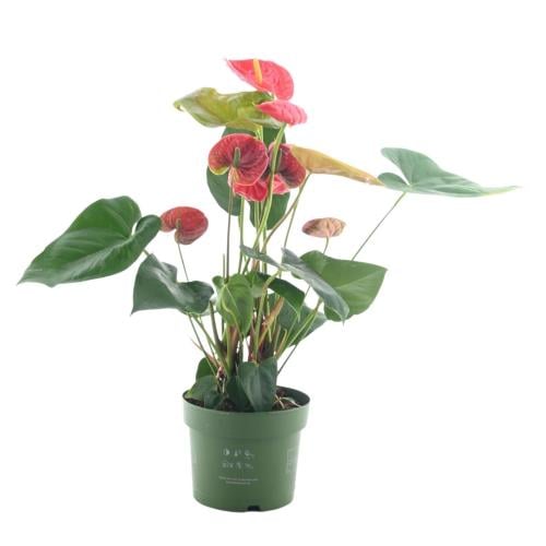 الأنثوريوم 'زهرة الانتوريوم الأحمر القزمي'