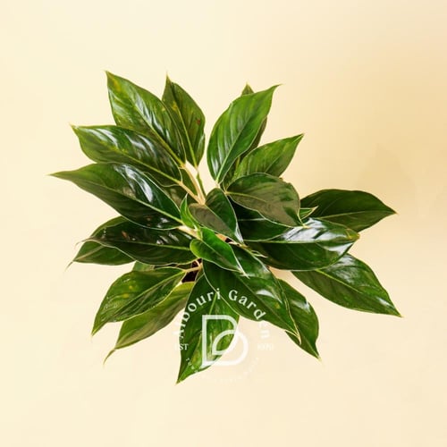 أجلونيما 'إديجي وايت'