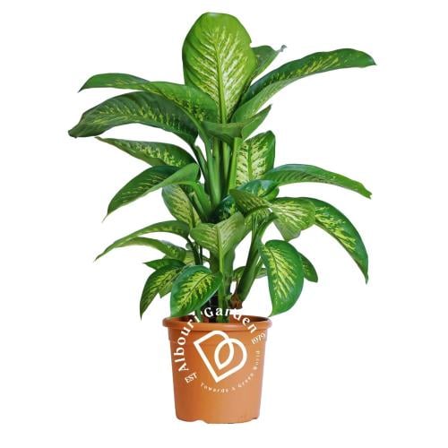 دفنباخيا سيجويني 'الثلج الاستوائي'