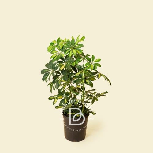 شيفليرا أربوريكولا المتنوعة - متوسط