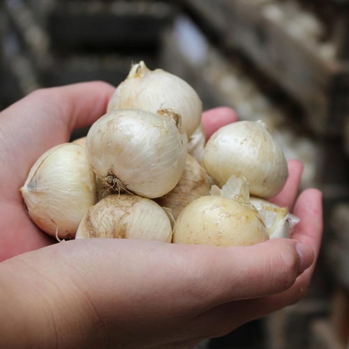 بصيلات بذور لزراعة زهور الاليوم البرية - الآليوم م...