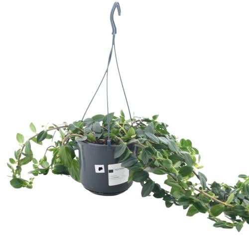 إيشينانثوس - نبات أحمر الشفاه