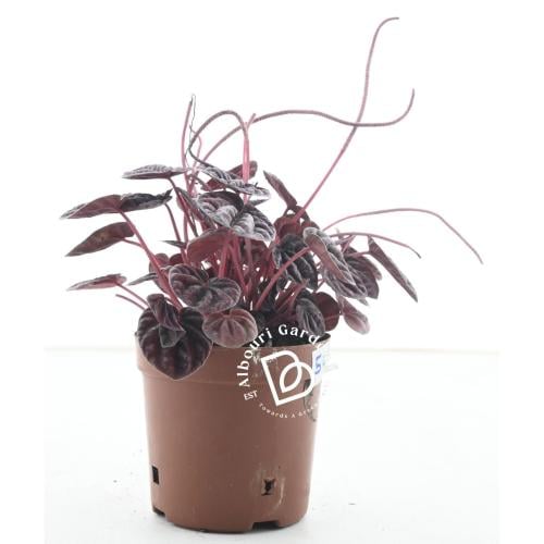 بيبیروميا كابيراتا 'بيبیروميا المتموجة'