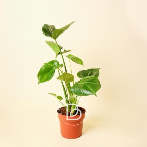 Monstera Deliciosa - medium