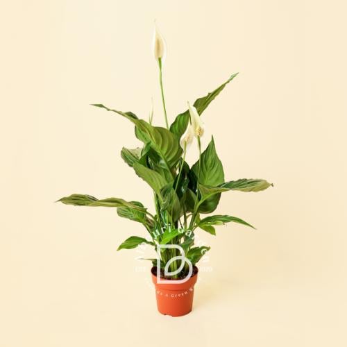 زنبق السلام 'الأشرعة البيضاء'