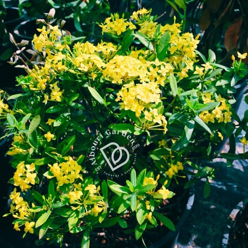 إكزورا قزمي