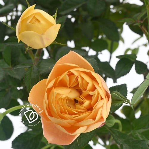 الوردة الإيطالية (يتم اختيار اللون عشوائيًا عند ال...