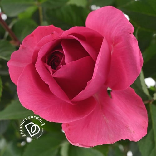 الوردة الإيطالية (يتم اختيار اللون عشوائيًا عند ال...