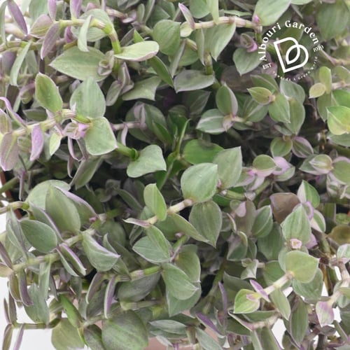 ترادسكانتيا كاليزيا ريبينس 'السيدة الوردية'