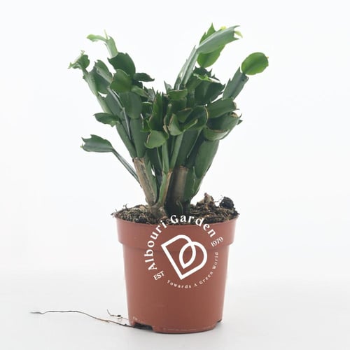 صبار الكريسماس