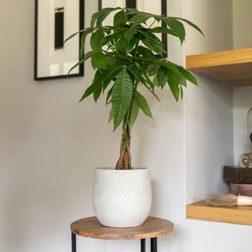 حوض دائري مضلع من الألياف بأربع أحجام ولونين