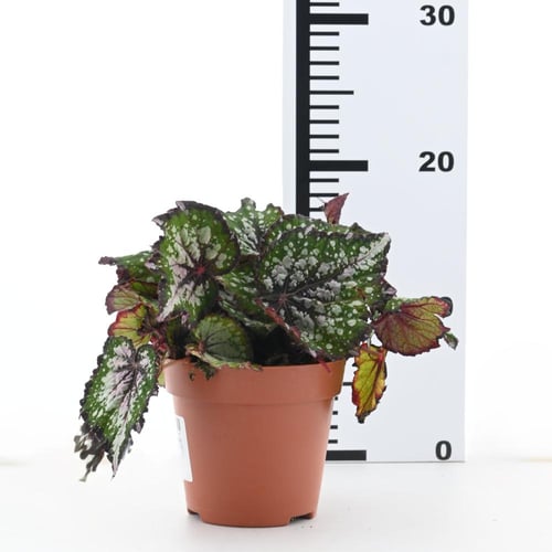 بيغونيا ريكس