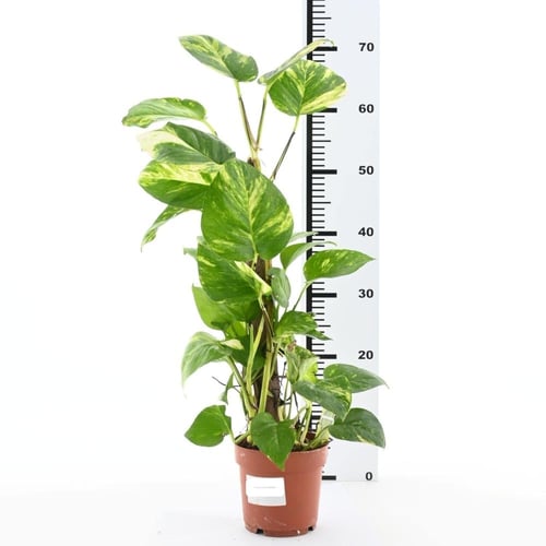 بوثوس الذهبي 'إيبيبرمنوم أوريوم'