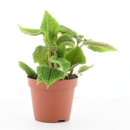 جينورا أورانتياكا 'نبتة المخمل'