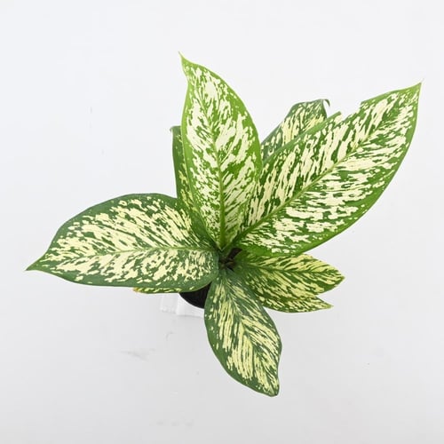 القصب البكم (ديفنباخيا سيجوين)