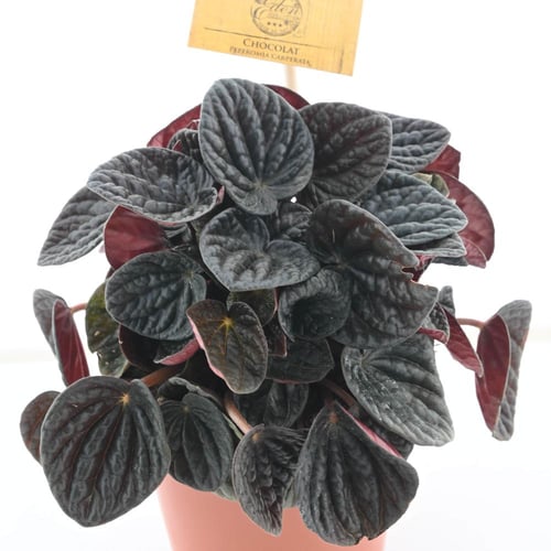 بيبیروميا كابيراتا 'بيبیروميا المتموجة'