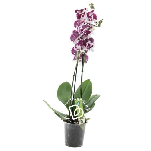 فراشة الأوركيد 'فالاينوبسيس' 2 عمود
