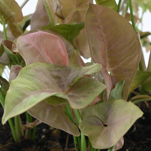 سينجونيم بودوفيلوم 'نبات رأس السهم'