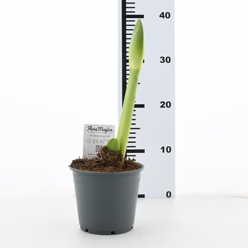 بصيلات الأمارلس