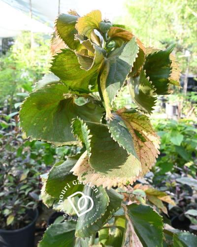 أكاليفا 'ورق النحاس'