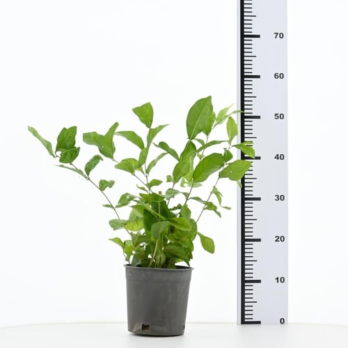 الياسمين 'فل رازقي'