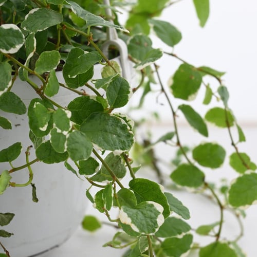 فيكوس بوميلا 'التين الزاحف'