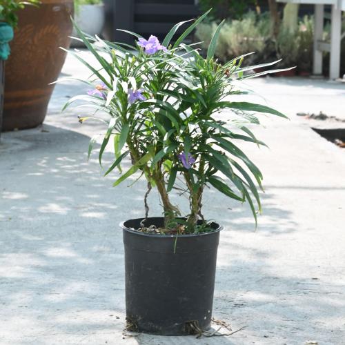 بيتونية مكسيكية قزمية 'رويللا سيمبلكس'