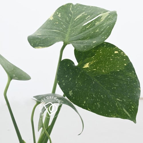 مونستيرا ديليسيوسا