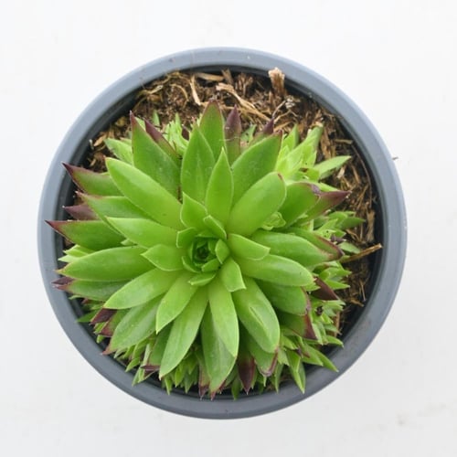 السيمبريفيفوم 'نبات بيت العنكبوت'