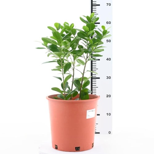 فيكس ريتوسا 'باندا'