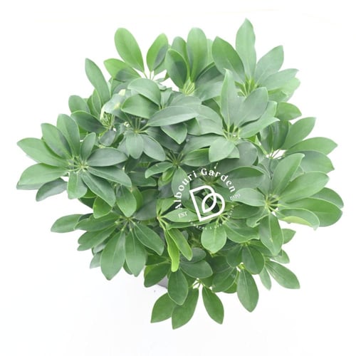 شيفليرا أربوريكولا المتنوعة