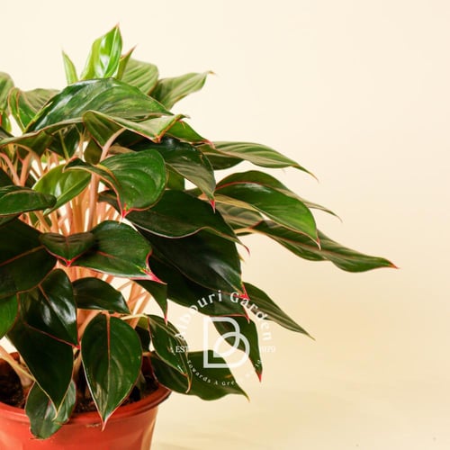 أجلونيما 'جنجال ريد'