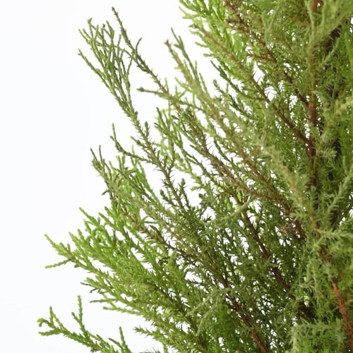 سرو داخلي 'كوبريسوس سيمبرفيرينس'