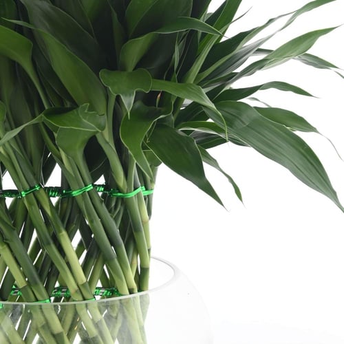 دراسينا ساندريانا 'الخيزران المحظوظ'