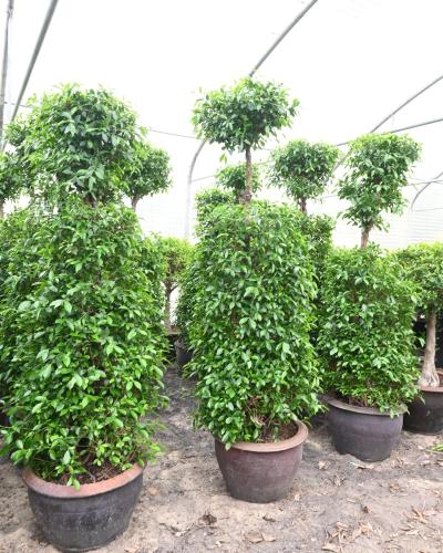 فيكس بنجامينا 'تين البكّاء'