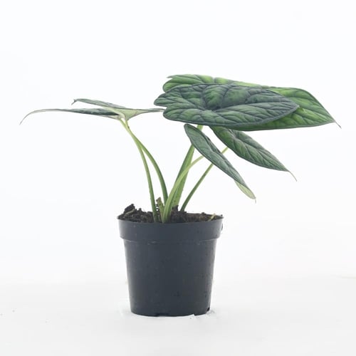 ألوكاسيا سندريانا / أمازونيكا