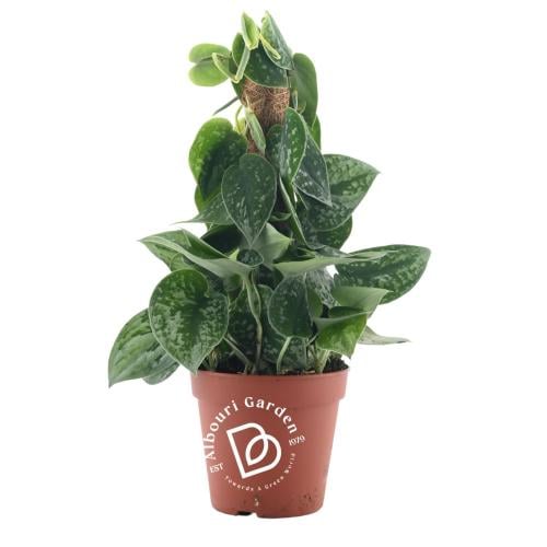 سكيندابسوس بيكتوس 'نبات البوثوس الفضي'