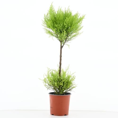 سرو داخلي 'كوبريسوس سيمبرفيرينس'