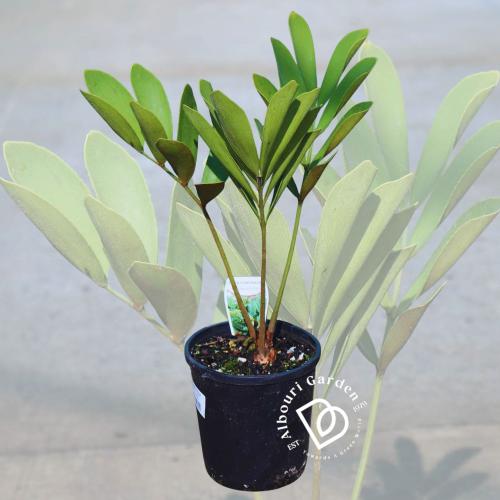 زاميا فورفوراسيا 'نخلة الورق المقوى'