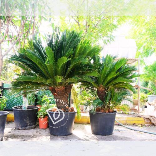 سيكاس ريفولوتا 'نخلة الساغو'