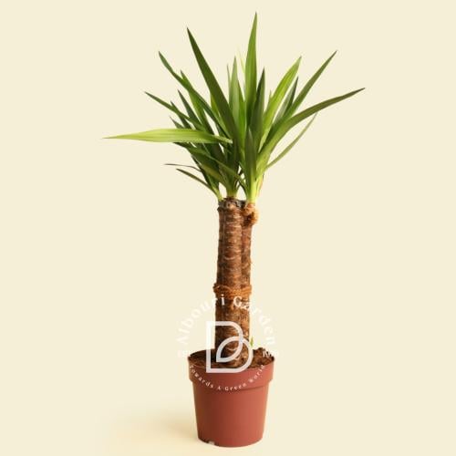 يوكا فيلامينتوسا- 3 ساق